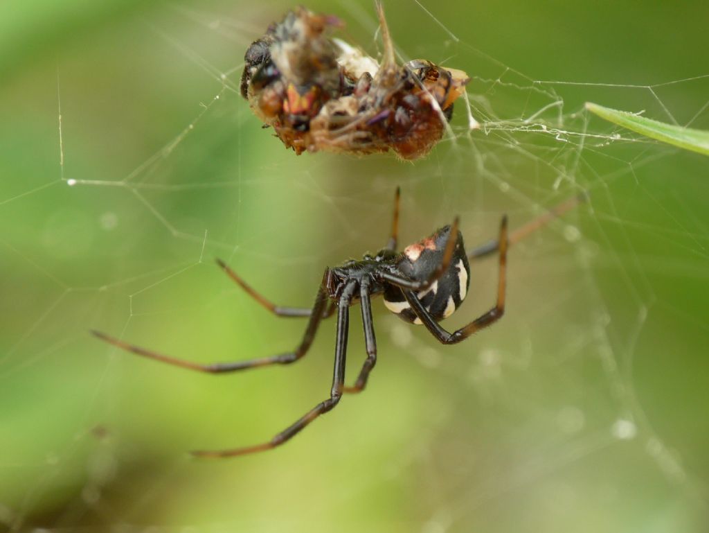 Latrodectus tredecimguttatus - Ceriale (SV)